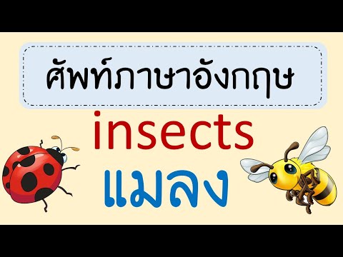 คำศัพท์แมลง ภาษาอังกฤษ insects