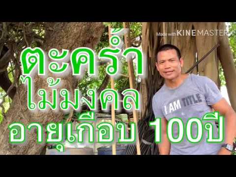 ตะคร้ำ-ไม้มงคล ไม้ผล อายุเกือบ 100ปี EP.1