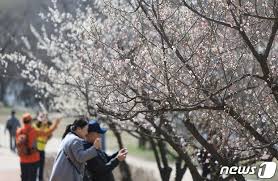 렛츠런파크 서울 벚꽃축제 성료…상생 장터도 북적 : 네이트 뉴스